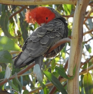 Callocephalon fimbriatum at Acton, ACT - suppressed