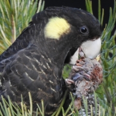 Zanda funerea (Yellow-tailed Black-Cockatoo) at Acton, ACT - 24 Jun 2020 by CorinPennock