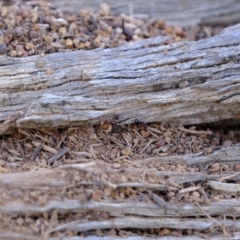 Papyrius nitidus at Molonglo River Reserve - suppressed