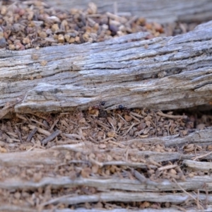 Papyrius nitidus at Molonglo River Reserve - 24 Jun 2020