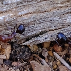 Papyrius nitidus at Molonglo River Reserve - 24 Jun 2020