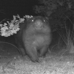 Vombatus ursinus (Common wombat, Bare-nosed Wombat) at Rob Roy Range - 19 Jun 2020 by ChrisHolder