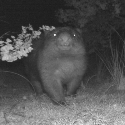 Vombatus ursinus (Common wombat, Bare-nosed Wombat) at Tuggeranong DC, ACT - 19 Jun 2020 by ChrisHolder