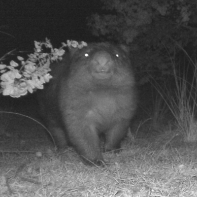 Vombatus ursinus (Common wombat, Bare-nosed Wombat) at Rob Roy Range - 19 Jun 2020 by ChrisHolder