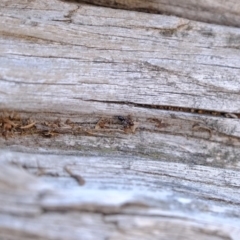 Papyrius nitidus at Molonglo River Reserve - 24 Jun 2020