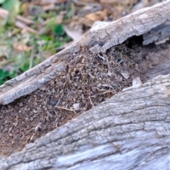 Papyrius nitidus at Molonglo River Reserve - suppressed