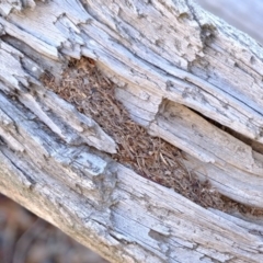 Papyrius nitidus at Molonglo River Reserve - suppressed