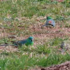 Psephotus haematonotus at Molonglo Valley, ACT - 23 Jun 2020