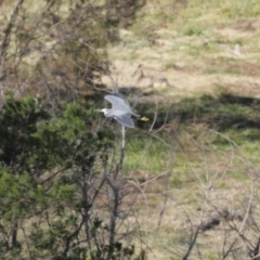 Egretta novaehollandiae (White-faced Heron) at Molonglo Valley, ACT - 23 Jun 2020 by RodDeb