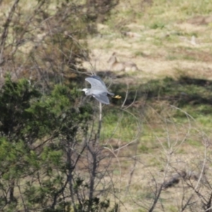 Egretta novaehollandiae at Molonglo River Reserve - 23 Jun 2020