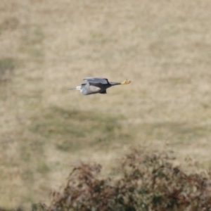 Egretta novaehollandiae at Molonglo River Reserve - 23 Jun 2020