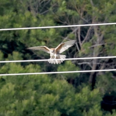Falco berigora (Brown Falcon) at Molonglo Valley, ACT - 23 Jun 2020 by RodDeb