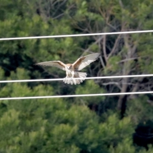 Falco berigora at Molonglo River Reserve - 23 Jun 2020