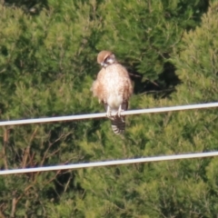 Falco berigora at Molonglo River Reserve - 23 Jun 2020