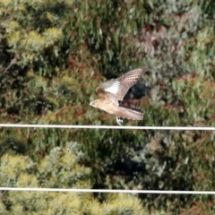 Falco berigora at Molonglo River Reserve - 23 Jun 2020