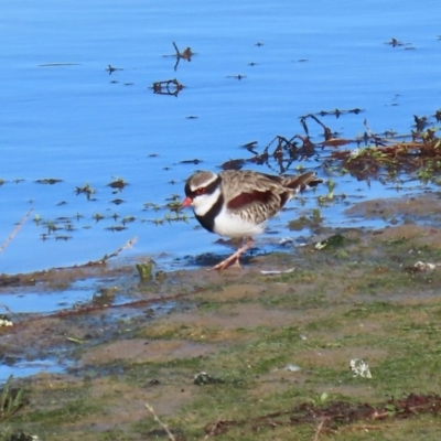 Charadrius melanops (Black-fronted Dotterel) at National Arboretum Forests - 23 Jun 2020 by RodDeb