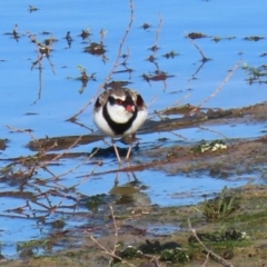 Charadrius melanops at Molonglo Valley, ACT - 23 Jun 2020