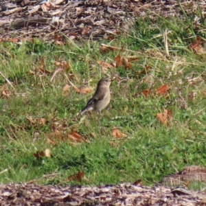 Petroica phoenicea at Molonglo Valley, ACT - 23 Jun 2020