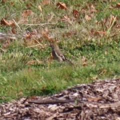 Petroica phoenicea at Molonglo Valley, ACT - 23 Jun 2020