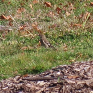 Petroica phoenicea at Molonglo Valley, ACT - 23 Jun 2020