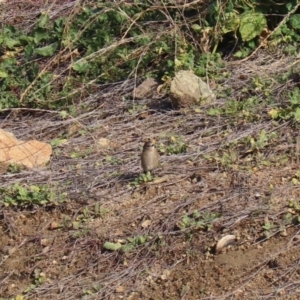 Petroica phoenicea at Molonglo Valley, ACT - 23 Jun 2020