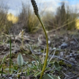 Ophioglossum lusitanicum at Jacka, ACT - 24 Jun 2020