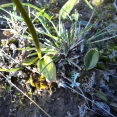 Ophioglossum lusitanicum subsp. coriaceum at Jacka, ACT - 24 Jun 2020