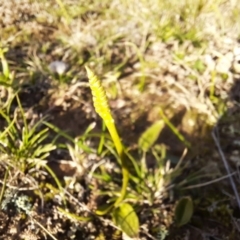 Ophioglossum lusitanicum subsp. coriaceum at Jacka, ACT - 24 Jun 2020