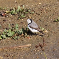 Epthianura albifrons (White-fronted Chat) at Molonglo Valley, ACT - 23 Jun 2020 by RodDeb