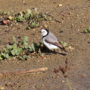 Epthianura albifrons at Molonglo Valley, ACT - 23 Jun 2020