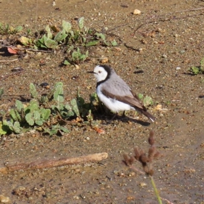 Epthianura albifrons (White-fronted Chat) at National Arboretum Forests - 23 Jun 2020 by RodDeb