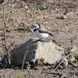 Epthianura albifrons at Molonglo Valley, ACT - 23 Jun 2020