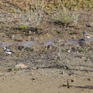 Epthianura albifrons at Molonglo Valley, ACT - 23 Jun 2020