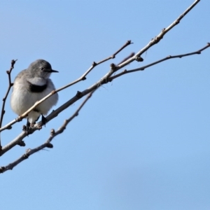 Epthianura albifrons at Molonglo Valley, ACT - 23 Jun 2020