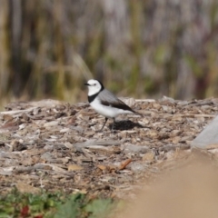 Epthianura albifrons at Molonglo Valley, ACT - 23 Jun 2020