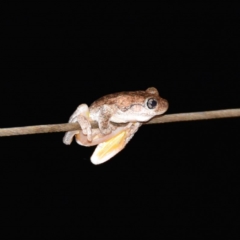 Litoria peronii (Peron's Tree Frog, Emerald Spotted Tree Frog) at WI Private Property - 17 Feb 2020 by wendie