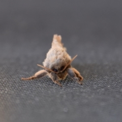 Unidentified Moth (Lepidoptera) at Termeil, NSW - 16 Jun 2020 by wendie