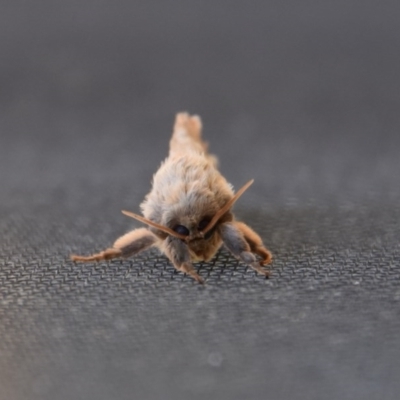 Unverified Moth (Lepidoptera) at WI Private Property - 16 Jun 2020 by wendie