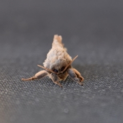 Unidentified Moth (TBC) at WI Private Property - 16 Jun 2020 by wendie