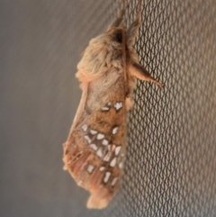 Oxycanus (genus) (Unidentified Oxycanus moths) at Termeil, NSW - 16 Jun 2020 by wendie