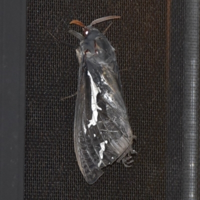 Abantiades atripalpis (Bardee grub/moth, Rain Moth) at WI Private Property - 21 May 2020 by wendie