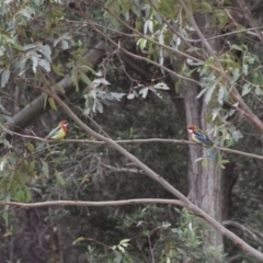 Platycercus eximius (Eastern Rosella) at Termeil, NSW - 25 May 2020 by wendie