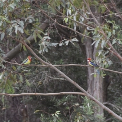 Platycercus eximius (Eastern Rosella) at Termeil, NSW - 25 May 2020 by wendie