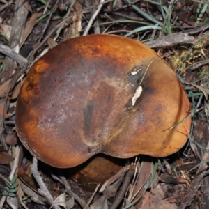 zz bolete at Acton, ACT - 24 Jun 2020