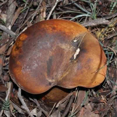 zz bolete at ANBG - 24 Jun 2020 by Tim L