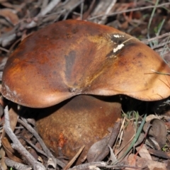 zz bolete at Acton, ACT - 24 Jun 2020 10:41 AM