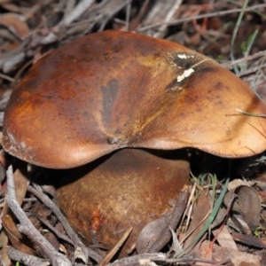 zz bolete at Acton, ACT - 24 Jun 2020 10:41 AM