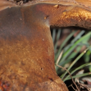 zz bolete at Acton, ACT - 24 Jun 2020