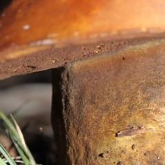 zz bolete at Acton, ACT - 24 Jun 2020