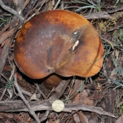 zz bolete at Acton, ACT - 24 Jun 2020